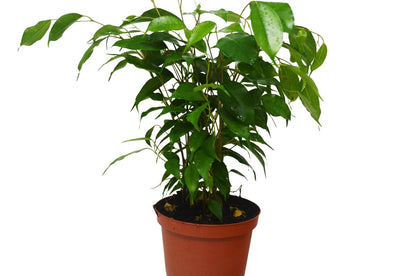 Ficus 'Weeping Fig' Indoor Plant - Mental Houseplants™