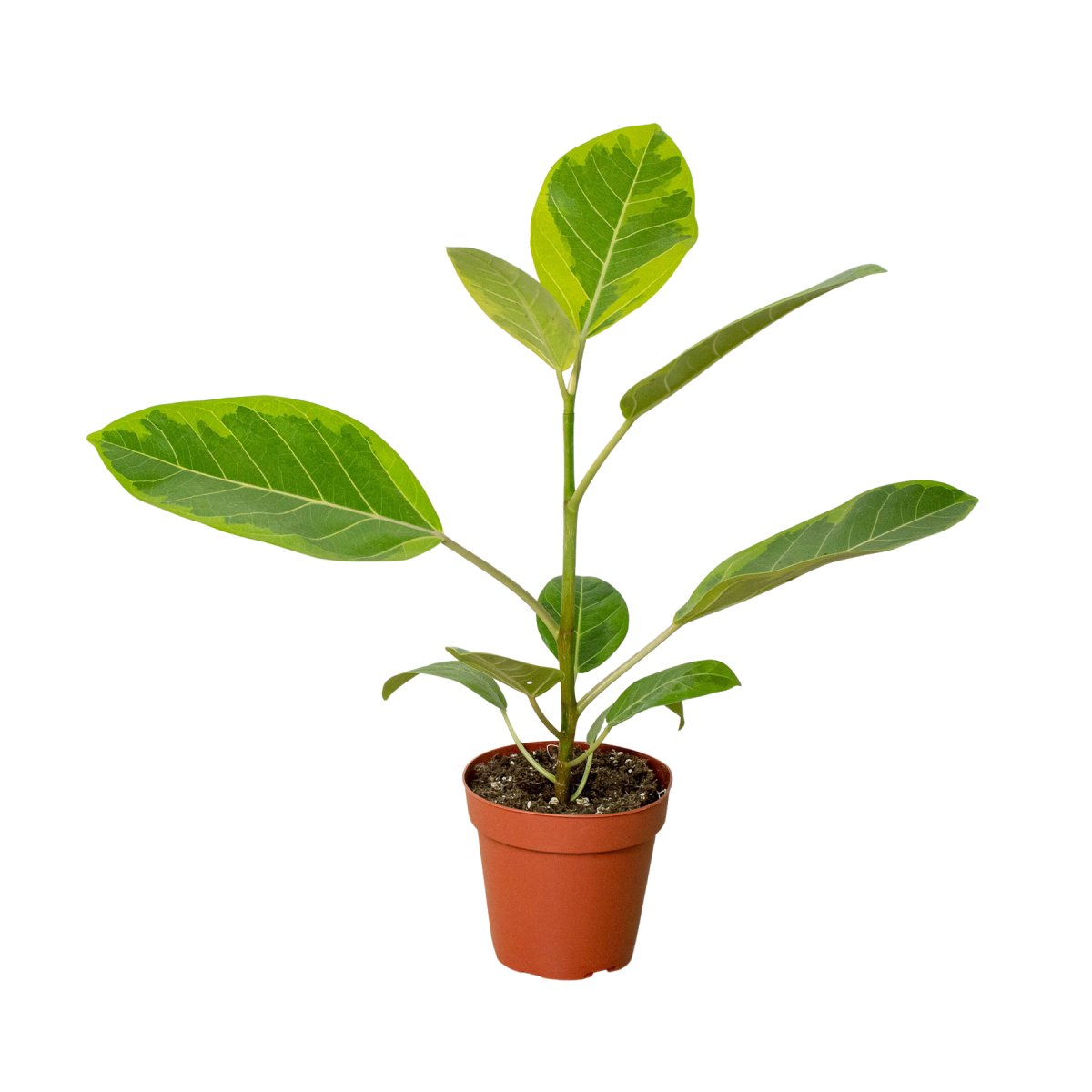 Ficus 'Yellow Gem' Indoor Plant - Mental Houseplants™