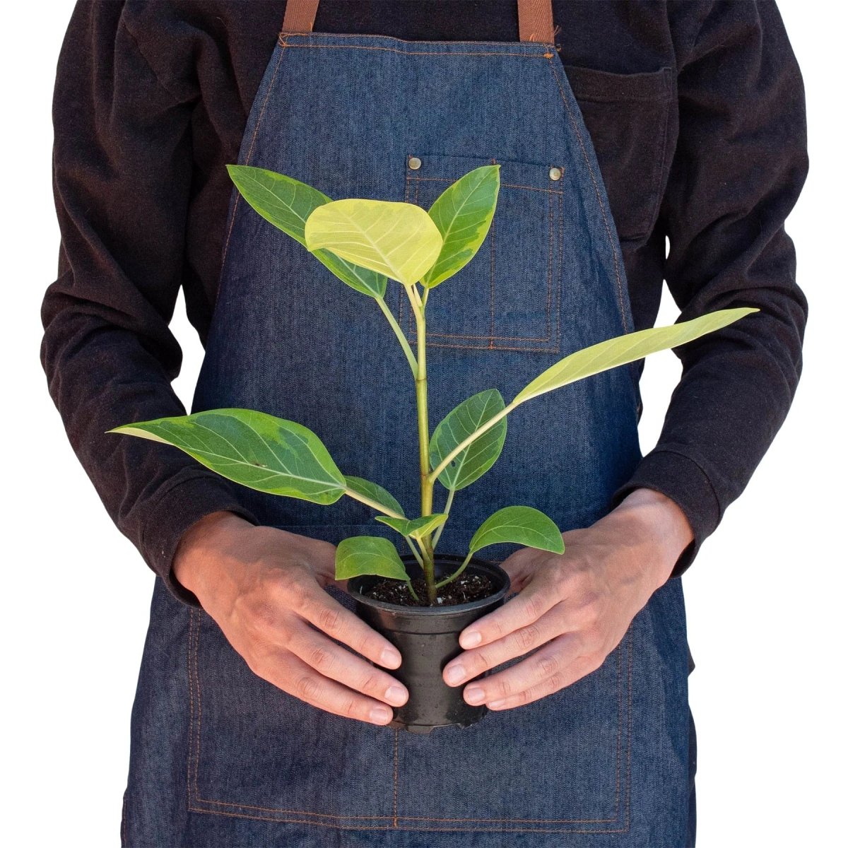 Ficus 'Yellow Gem' Indoor Plant - Mental Houseplants™