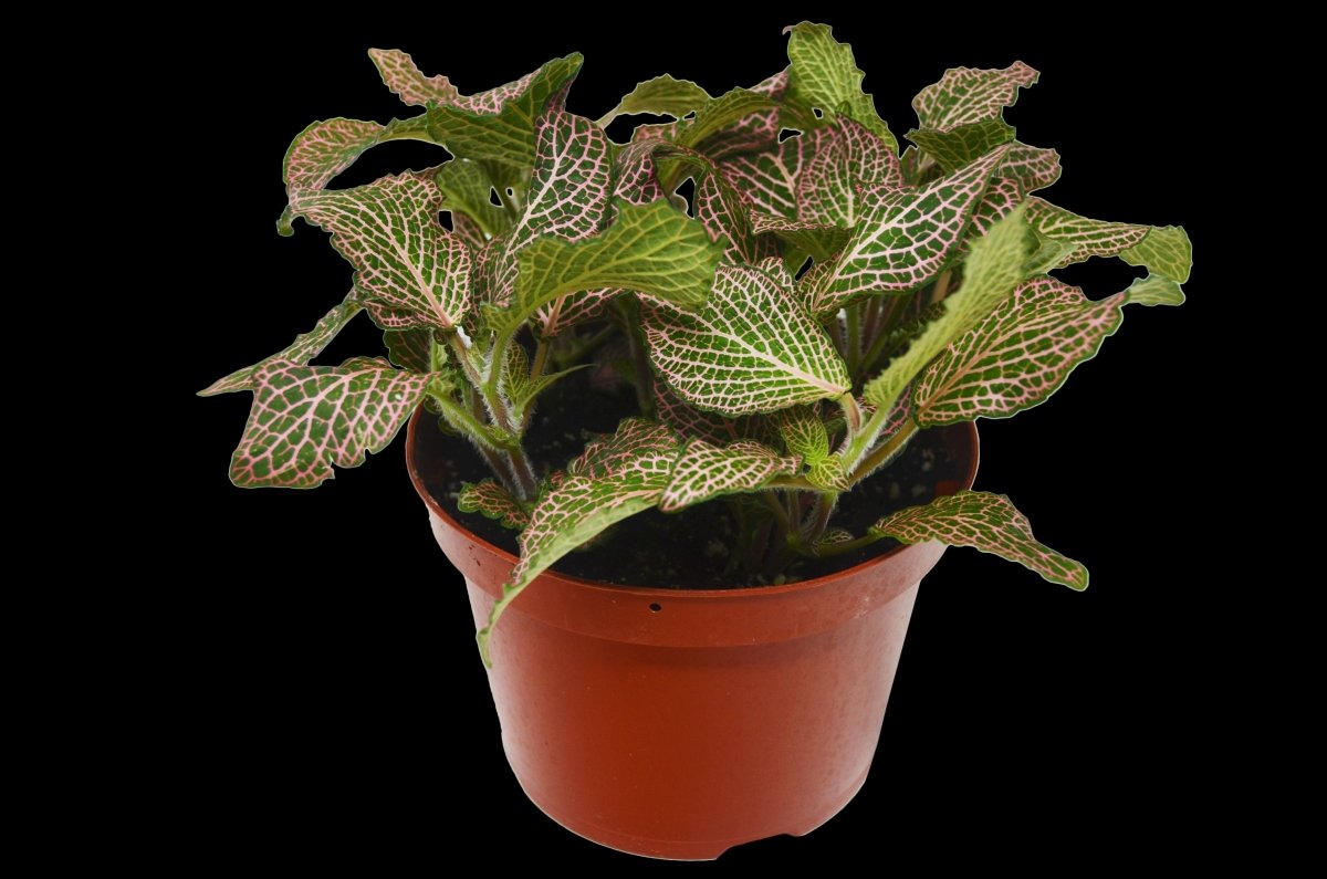 Fittonia 'Pink Nerve' Indoor Plant - Mental Houseplants™