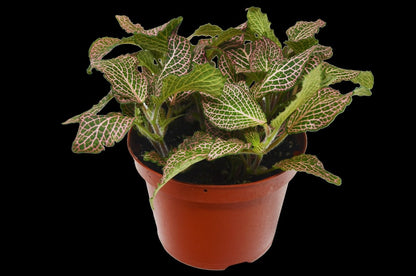 Fittonia 'Pink Nerve' Indoor Plant - Mental Houseplants™