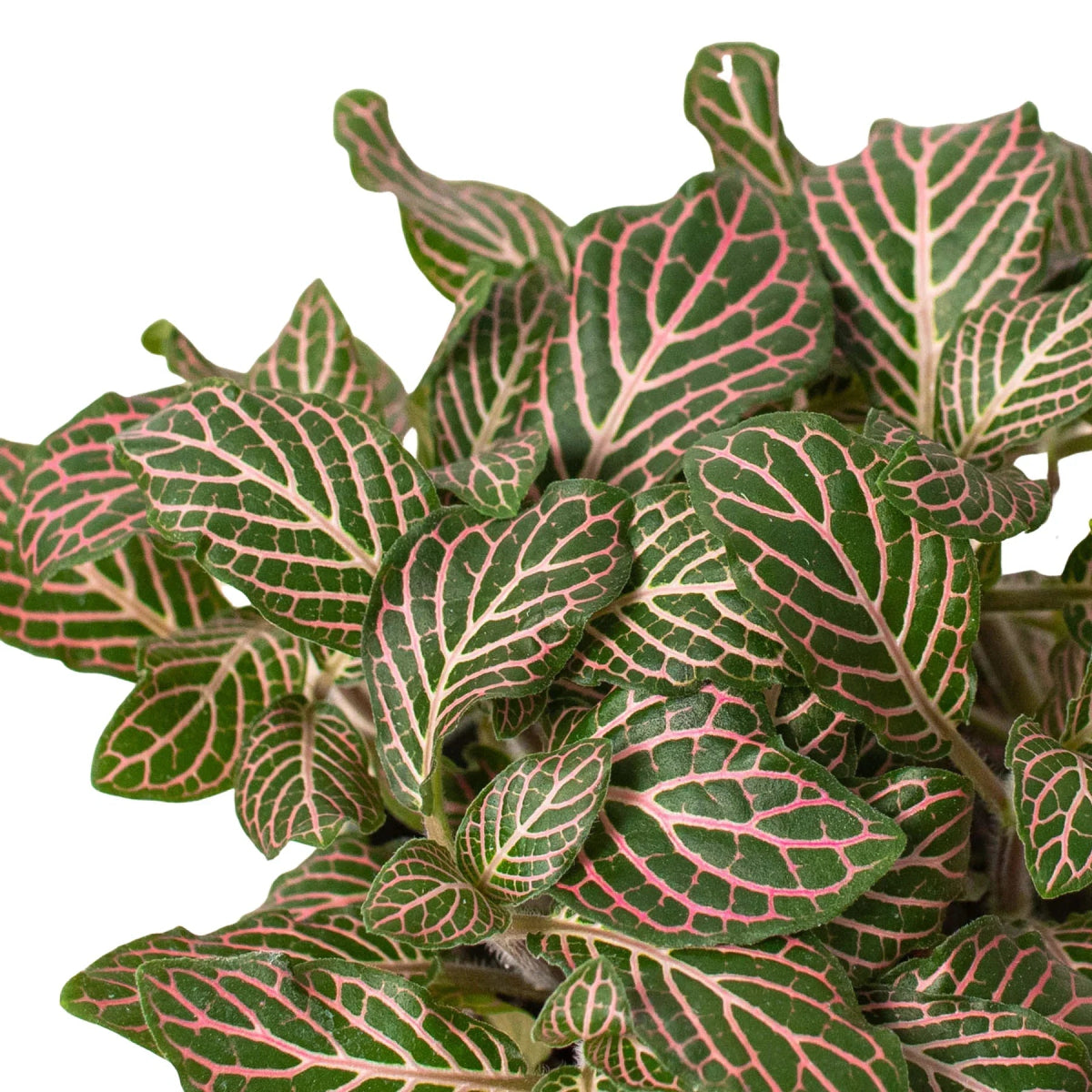 Fittonia 'Pink Nerve' Indoor Plant - Mental Houseplants™