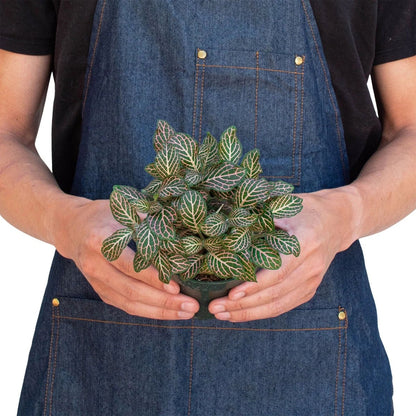 Fittonia 'Pink Nerve' Indoor Plant - Mental Houseplants™