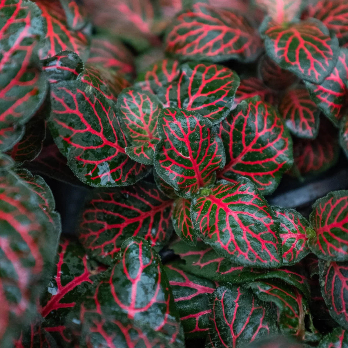 Fittonia 'Red Nerve' Indoor Plant - Mental Houseplants™