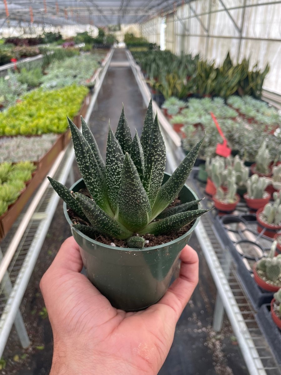 Gasteria 'Ox - Tongue' Indoor Plant - Mental Houseplants™