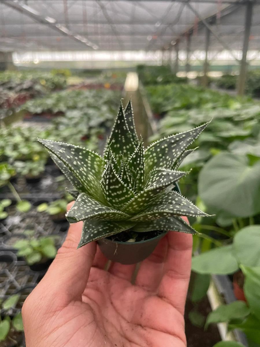 Gasteria 'Ox - Tongue' Indoor Plant - Mental Houseplants™