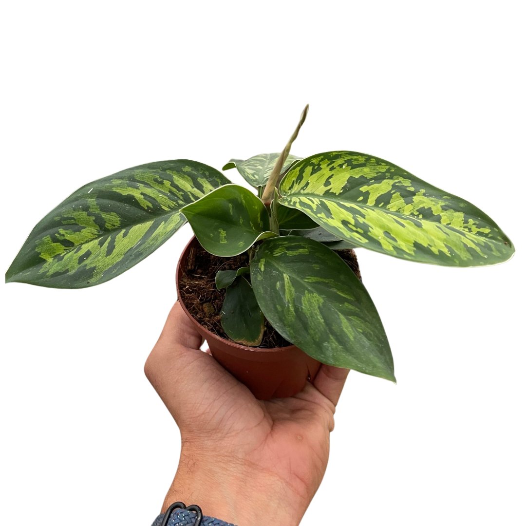 Homalomena 'Camouflage' Indoor Plant - Mental Houseplants™