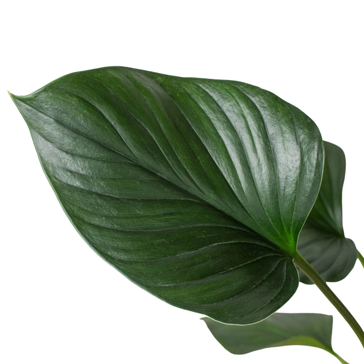 Homalomena 'Emerald Gem' Indoor Plant - Mental Houseplants™