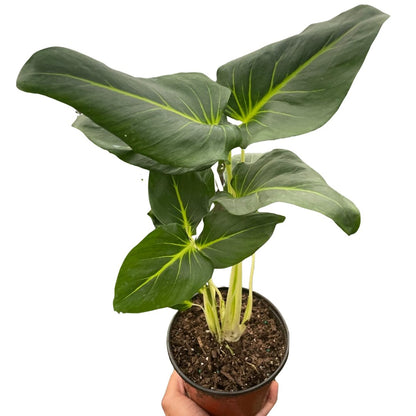 Homalomena 'Green Velvet' Indoor Plant - Mental Houseplants™