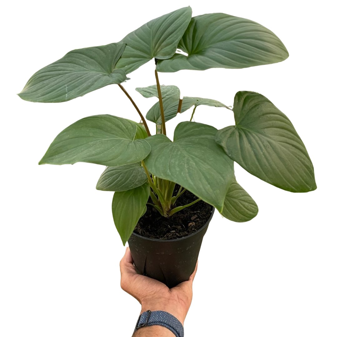 Homalomena 'Red Stem' Indoor Plant - Mental Houseplants™