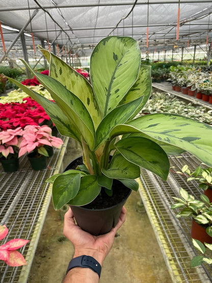 Homalomena 'Selby' Indoor Plant - Mental Houseplants™