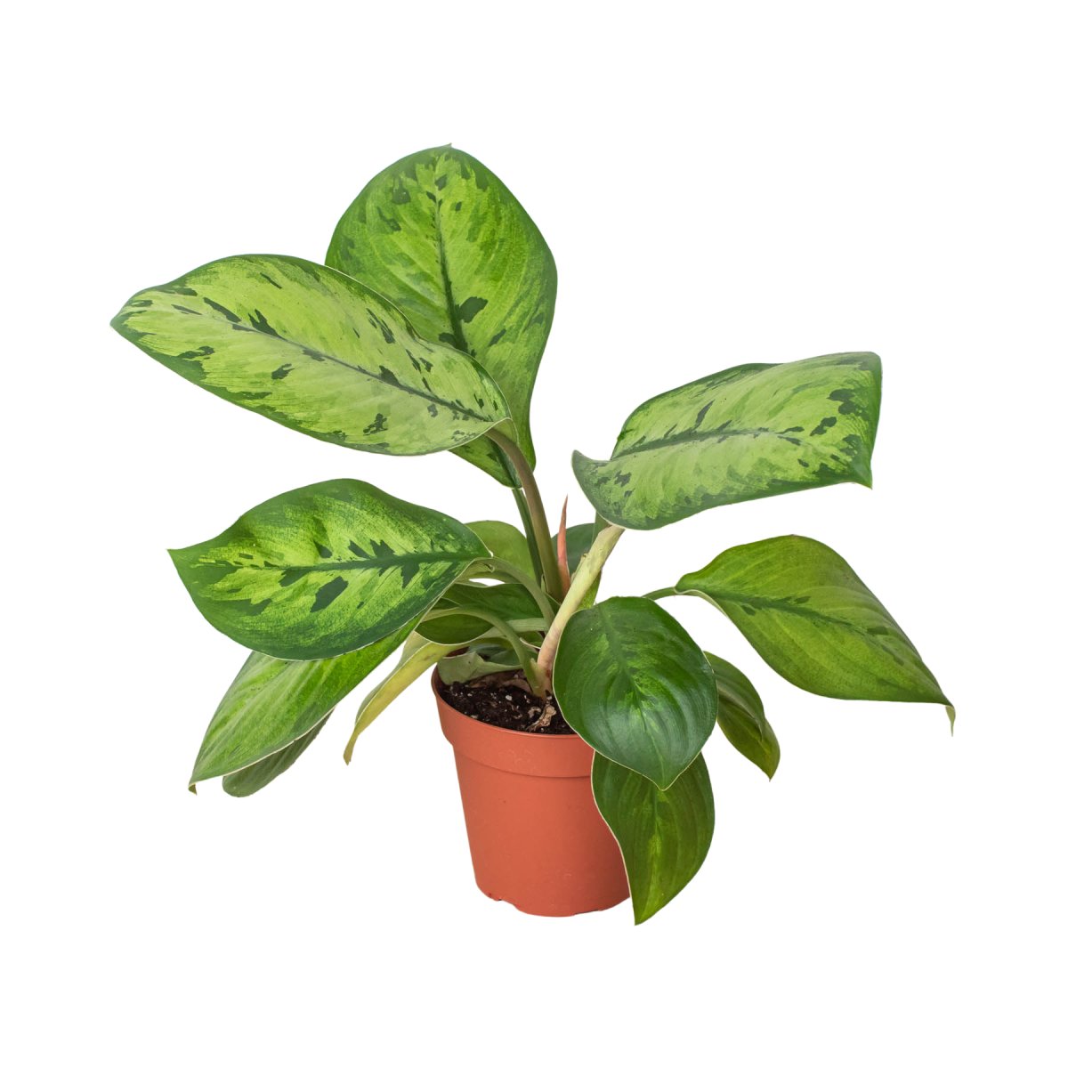 Homalomena 'Selby' Indoor Plant - Mental Houseplants™