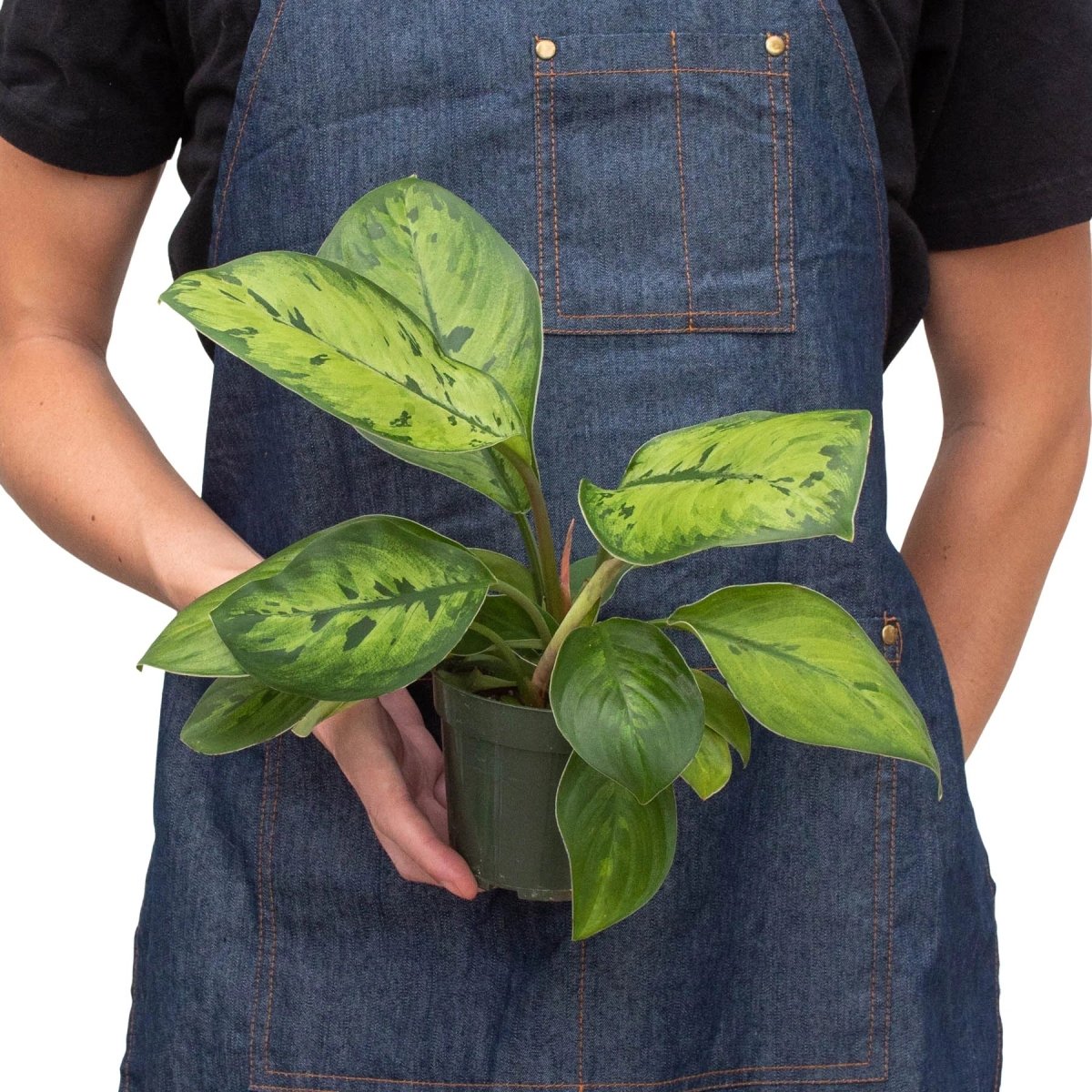 Homalomena 'Selby' Indoor Plant - Mental Houseplants™