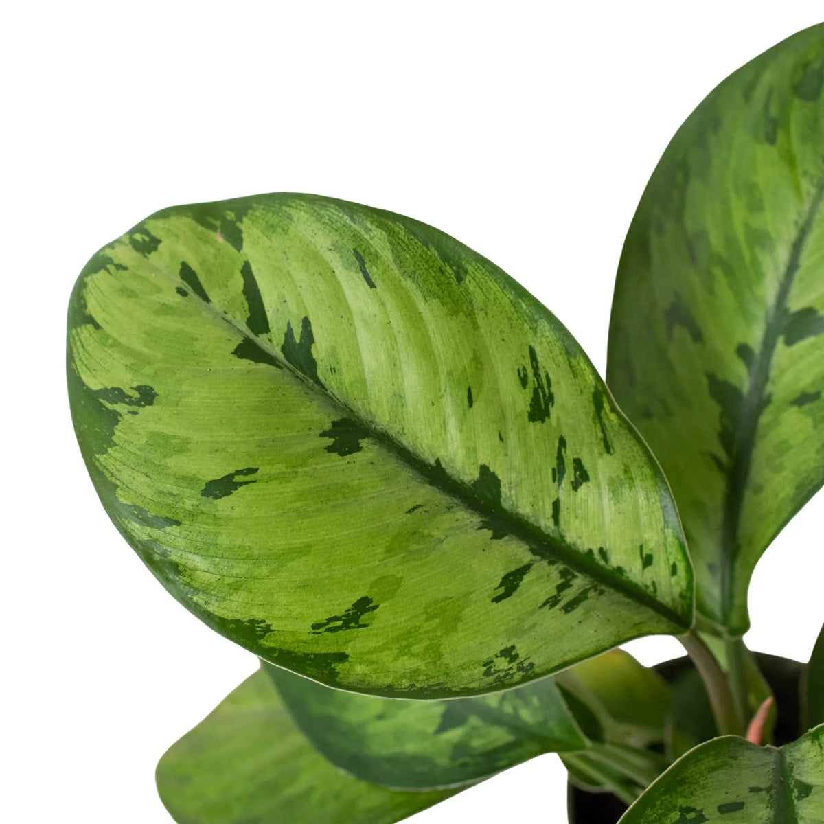 Homalomena 'Selby' Indoor Plant - Mental Houseplants™