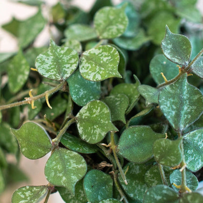 Hoya 'Aloha' Indoor Plant - Mental Houseplants™