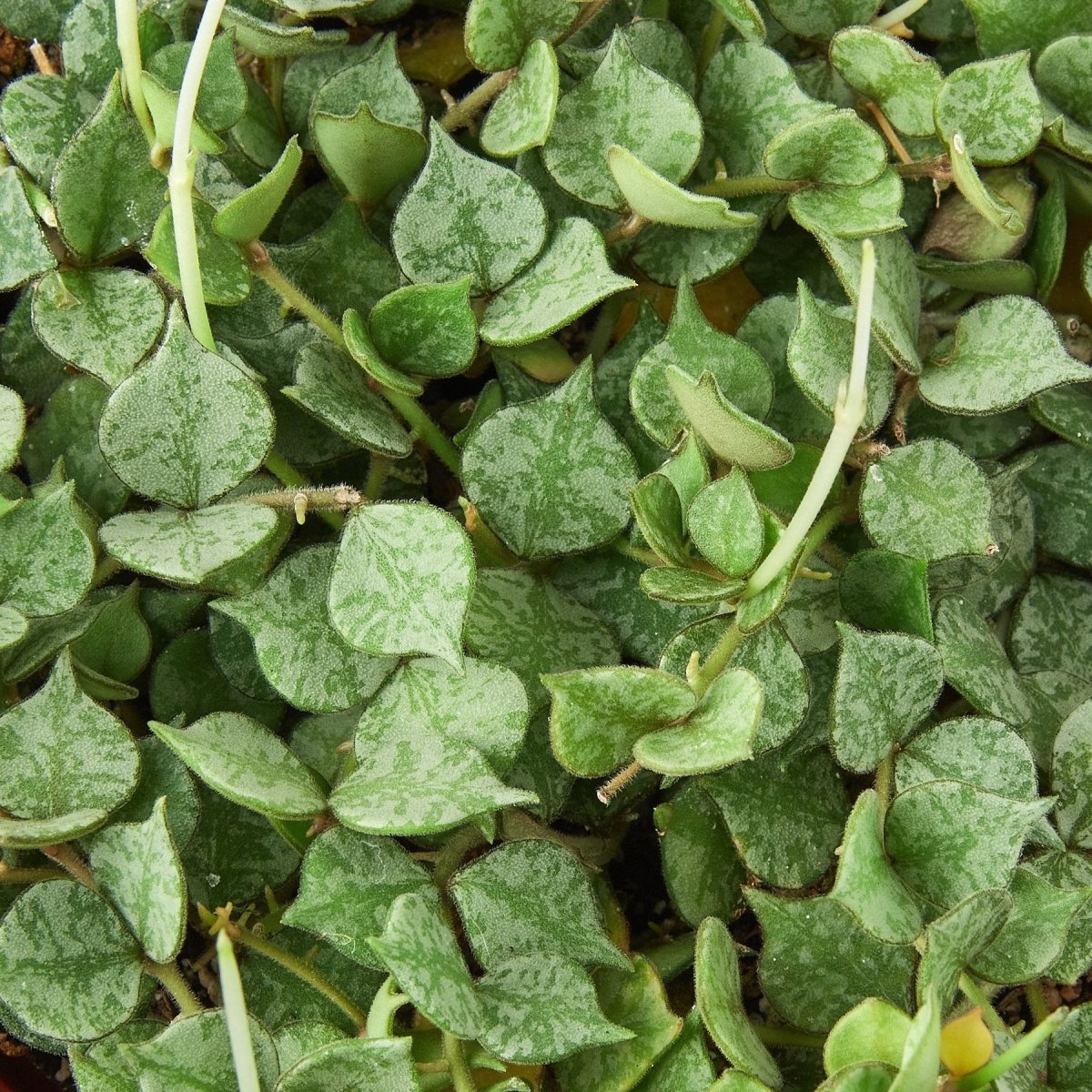 Hoya 'Aloha' Indoor Plant - Mental Houseplants™