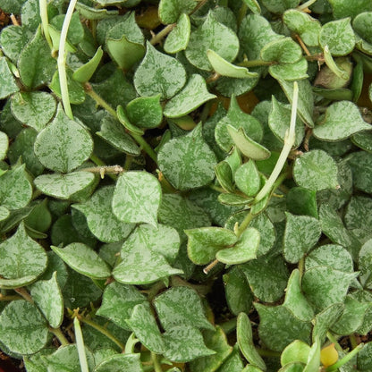 Hoya 'Aloha' Indoor Plant - Mental Houseplants™