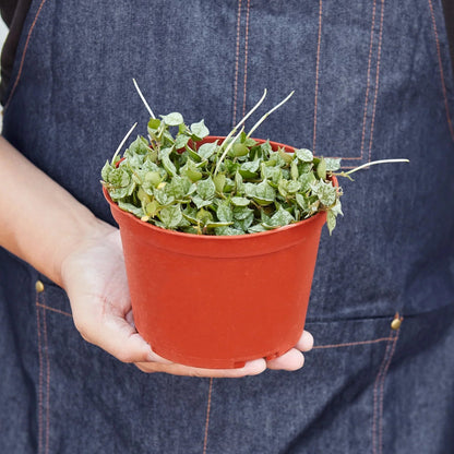 Hoya 'Aloha' Indoor Plant - Mental Houseplants™