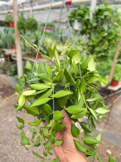 Hoya 'Burtoniae' Indoor Plant - Mental Houseplants™