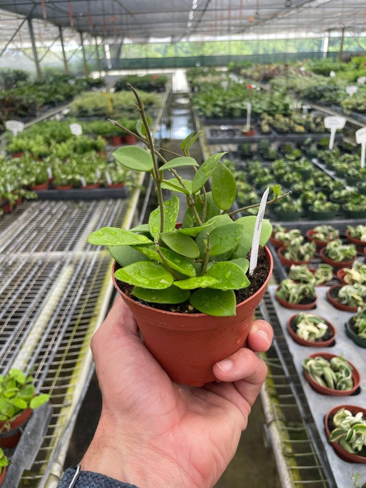 Hoya 'Fuzzy Leaf' Indoor Plant - Mental Houseplants™