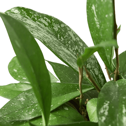 Hoya 'Pink Silver' Indoor Plant - Mental Houseplants™