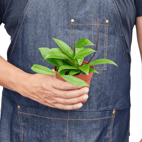 Hoya 'Pink Silver' Indoor Plant - Mental Houseplants™