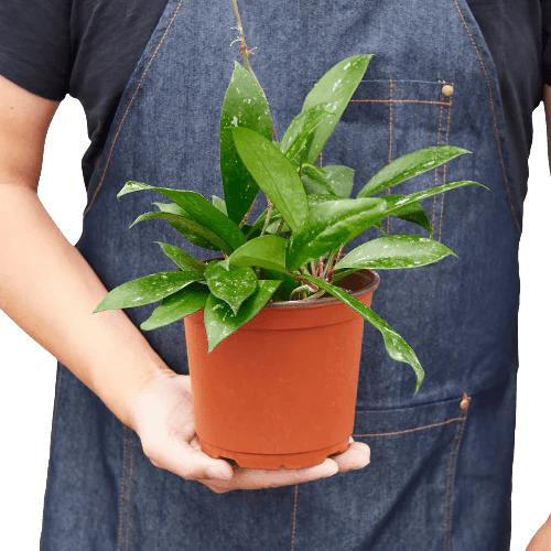 Hoya 'Pink Silver' Indoor Plant - Mental Houseplants™