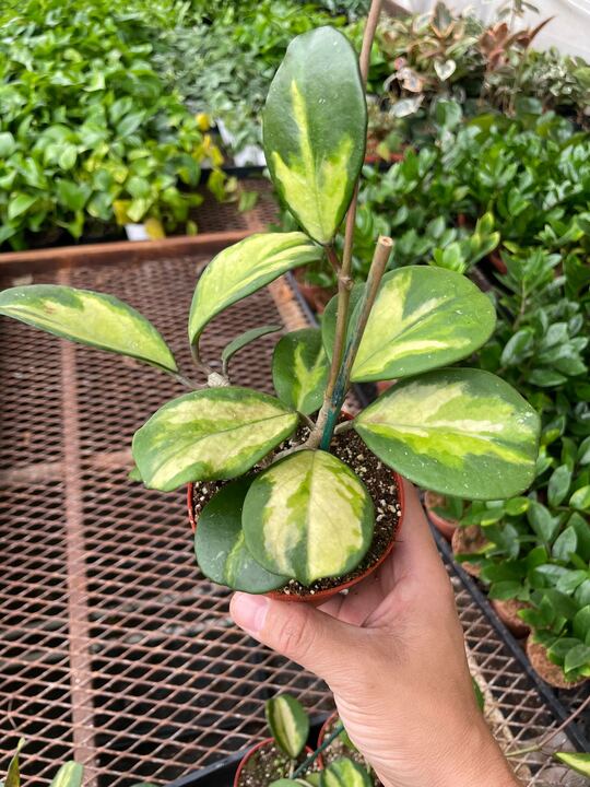 Hoya 'Reverse' Indoor Plant - Mental Houseplants™