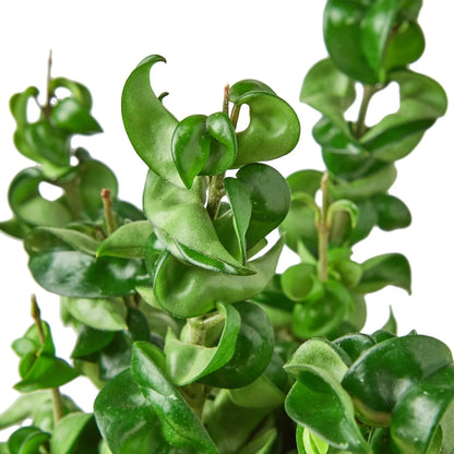 Hoya 'Rope' Indoor Plant - Mental Houseplants™