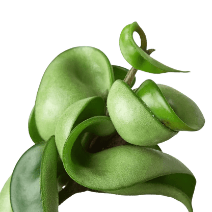 Hoya 'Rope' Indoor Plant - Mental Houseplants™