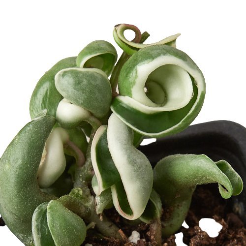 Hoya 'Variegated Rope' Indoor Plant - Mental Houseplants™