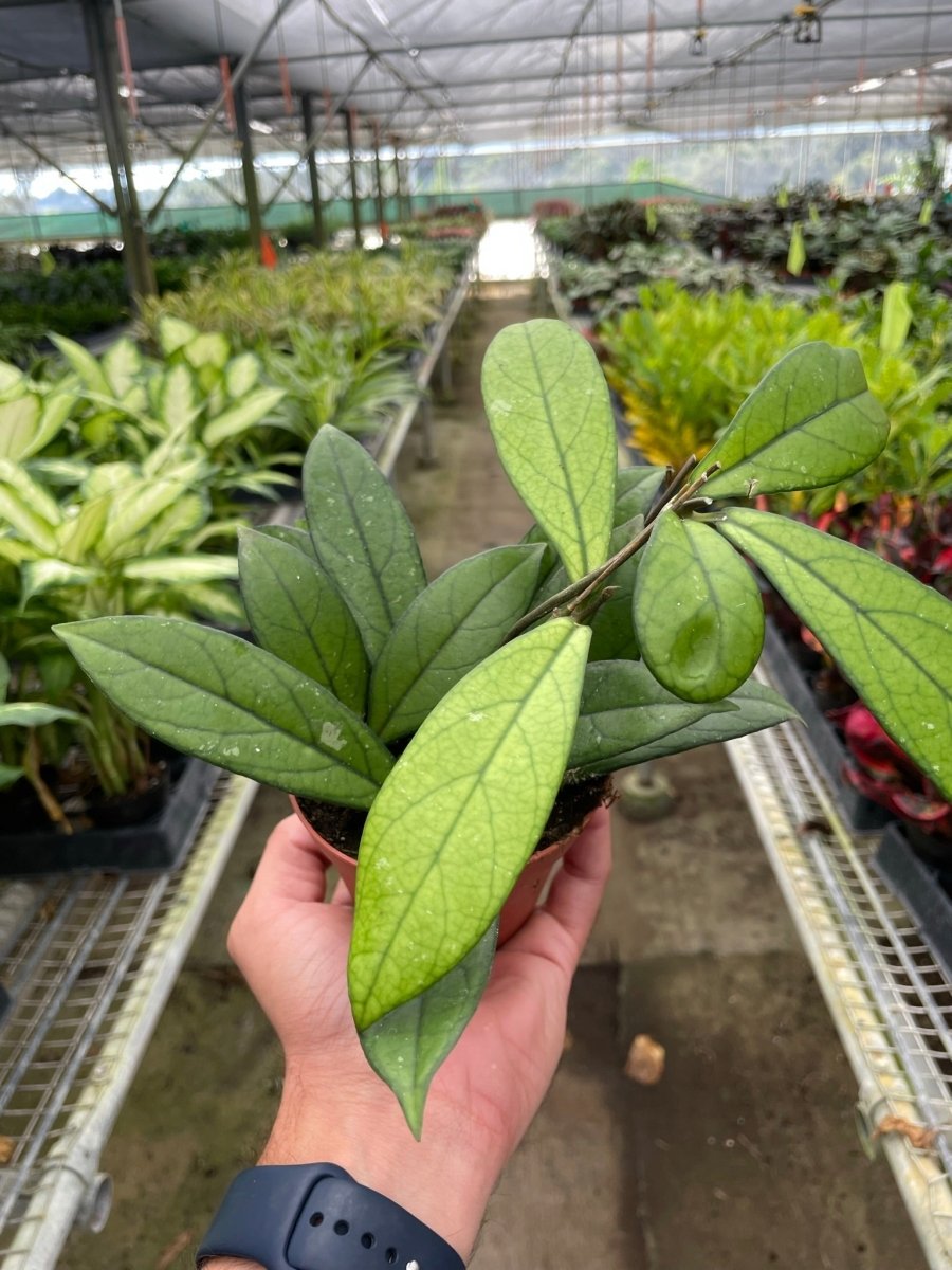 Hoya 'Waxplant' Indoor Plant - Mental Houseplants™