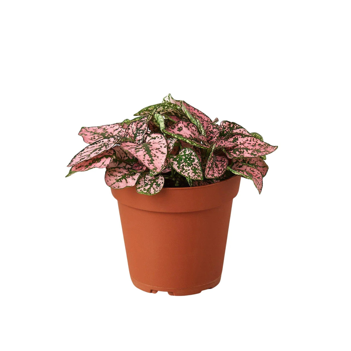 Hypoestes 'Polka Dot' Indoor Plant - Mental Houseplants™