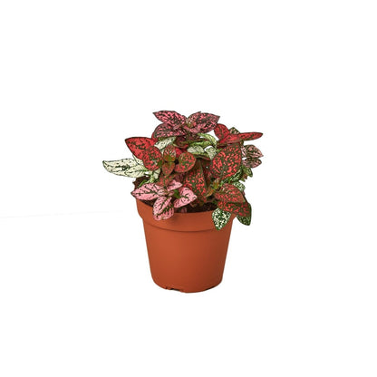 Hypoestes 'Polka Dot' Indoor Plant - Mental Houseplants™