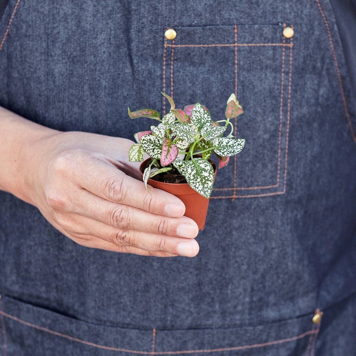 Hypoestes 'Polka Dot' Indoor Plant - Mental Houseplants™