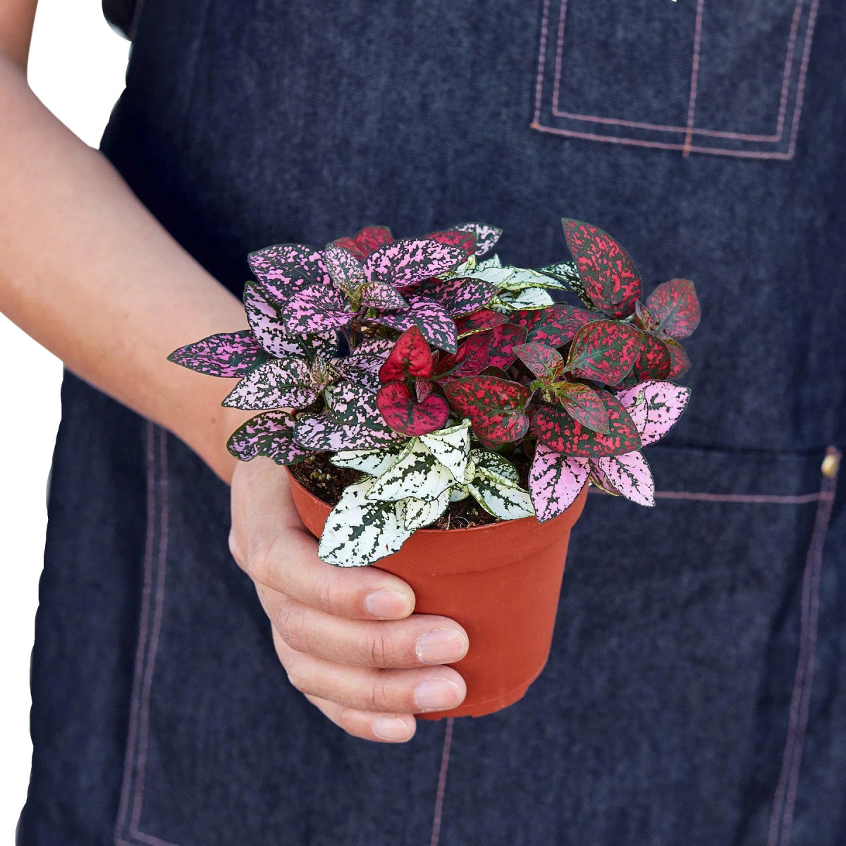 Hypoestes 'Polka Dot' Indoor Plant - Mental Houseplants™