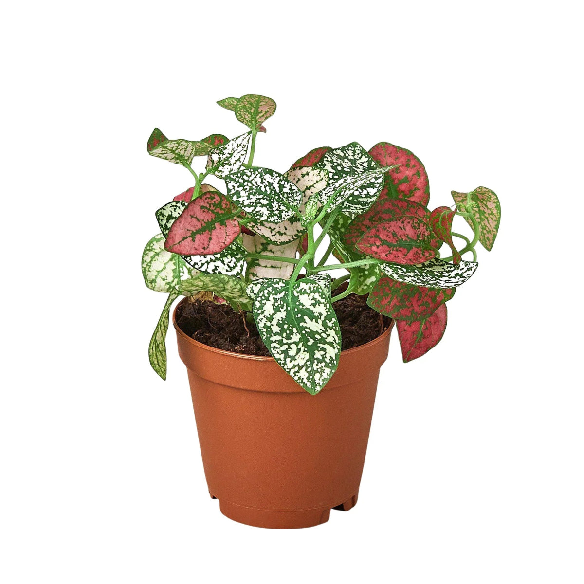 Hypoestes 'Polka Dot' Indoor Plant - Mental Houseplants™