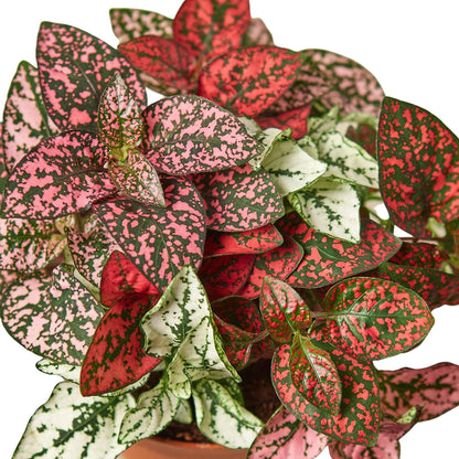 Hypoestes 'Polka Dot' Indoor Plant - Mental Houseplants™