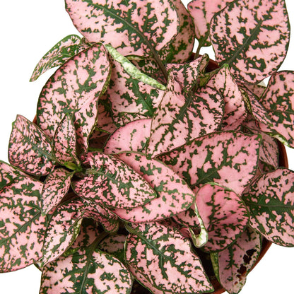 Hypoestes 'Polka Dot' Indoor Plant - Mental Houseplants™