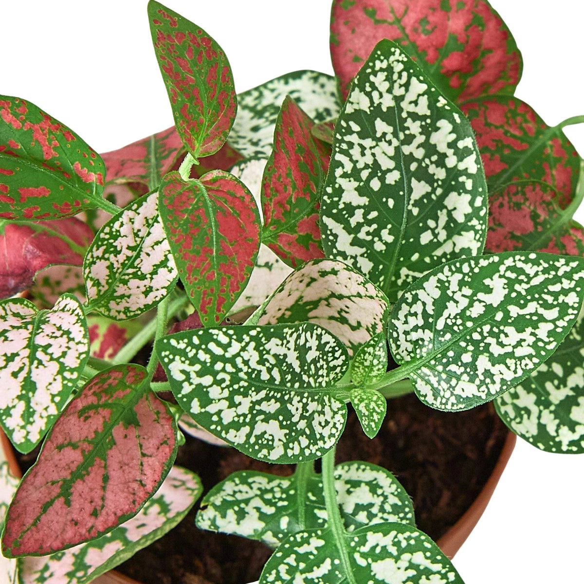 Hypoestes 'Polka Dot' Indoor Plant - Mental Houseplants™