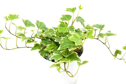 Ivy 'Eva' Indoor Plant - Mental Houseplants™