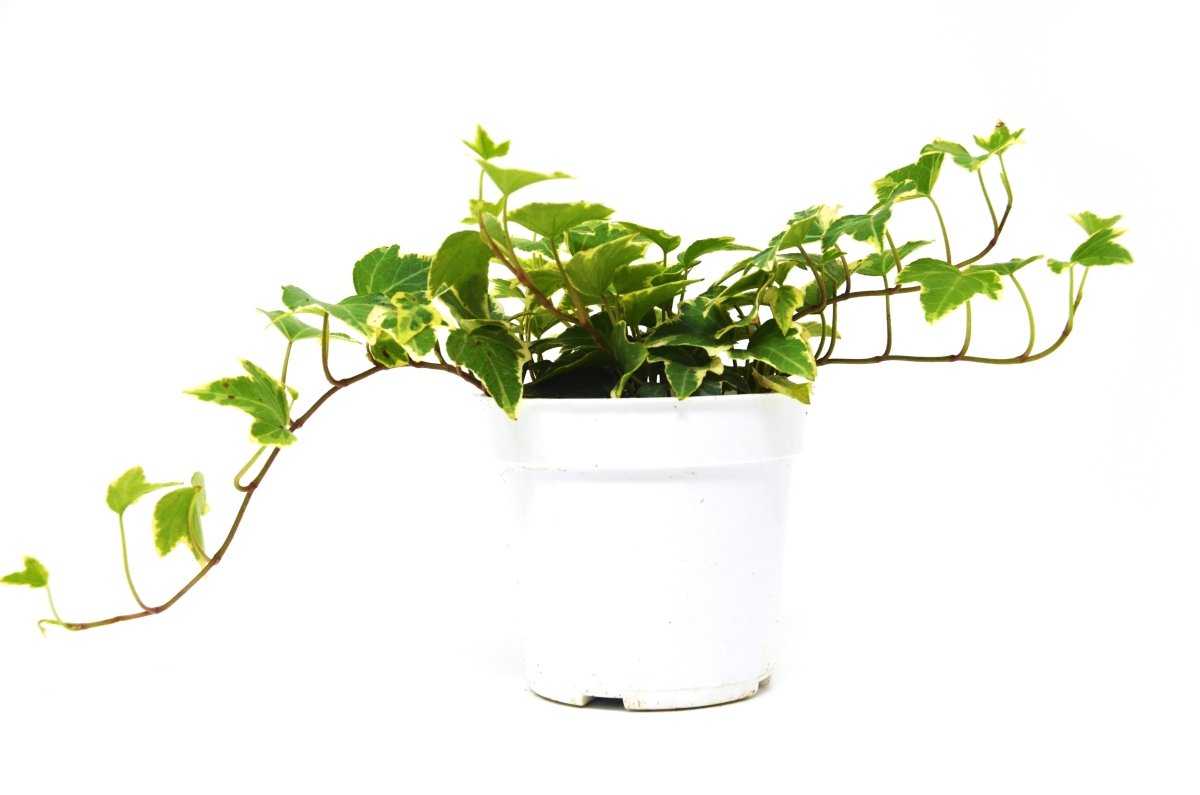 Ivy 'Eva' Indoor Plant - Mental Houseplants™