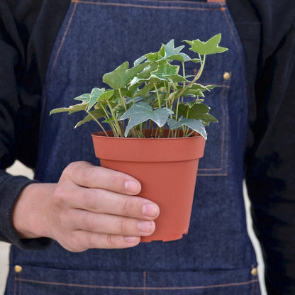 Ivy 'Glacier' Indoor Plant - Mental Houseplants™