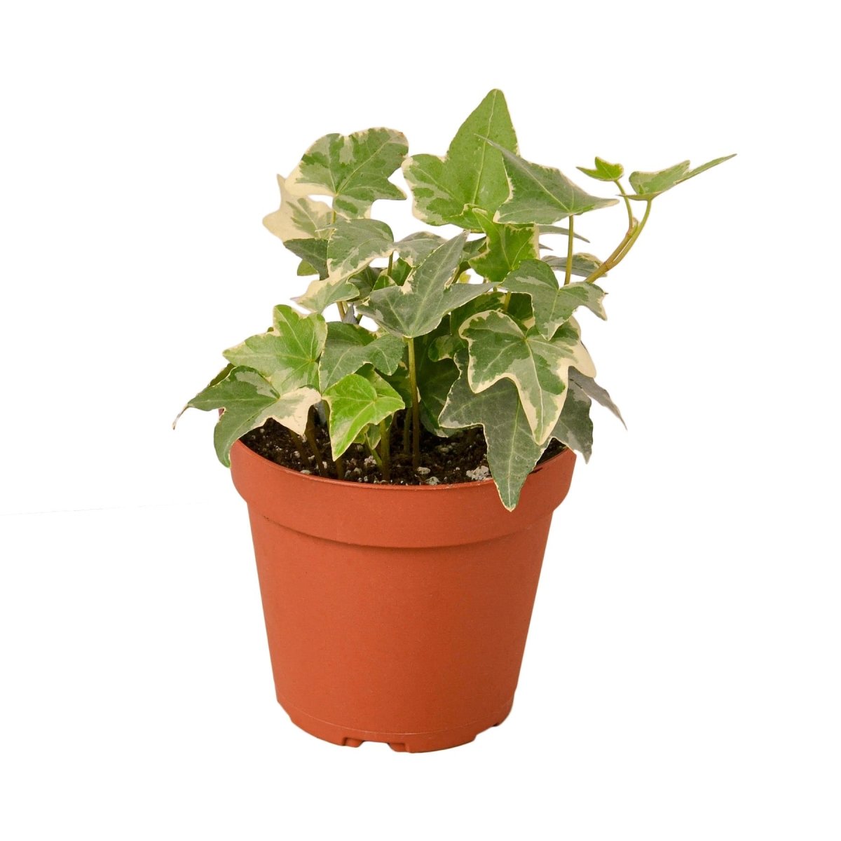 Ivy 'Glacier' Indoor Plant - Mental Houseplants™