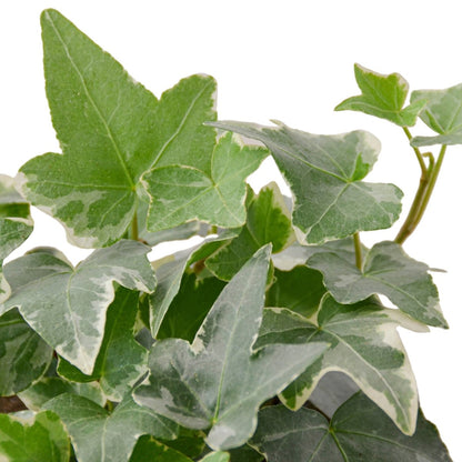 Ivy 'Glacier' Indoor Plant - Mental Houseplants™