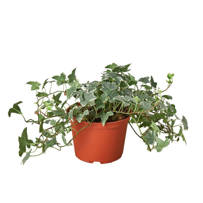 Ivy 'Glacier' Indoor Plant - Mental Houseplants™