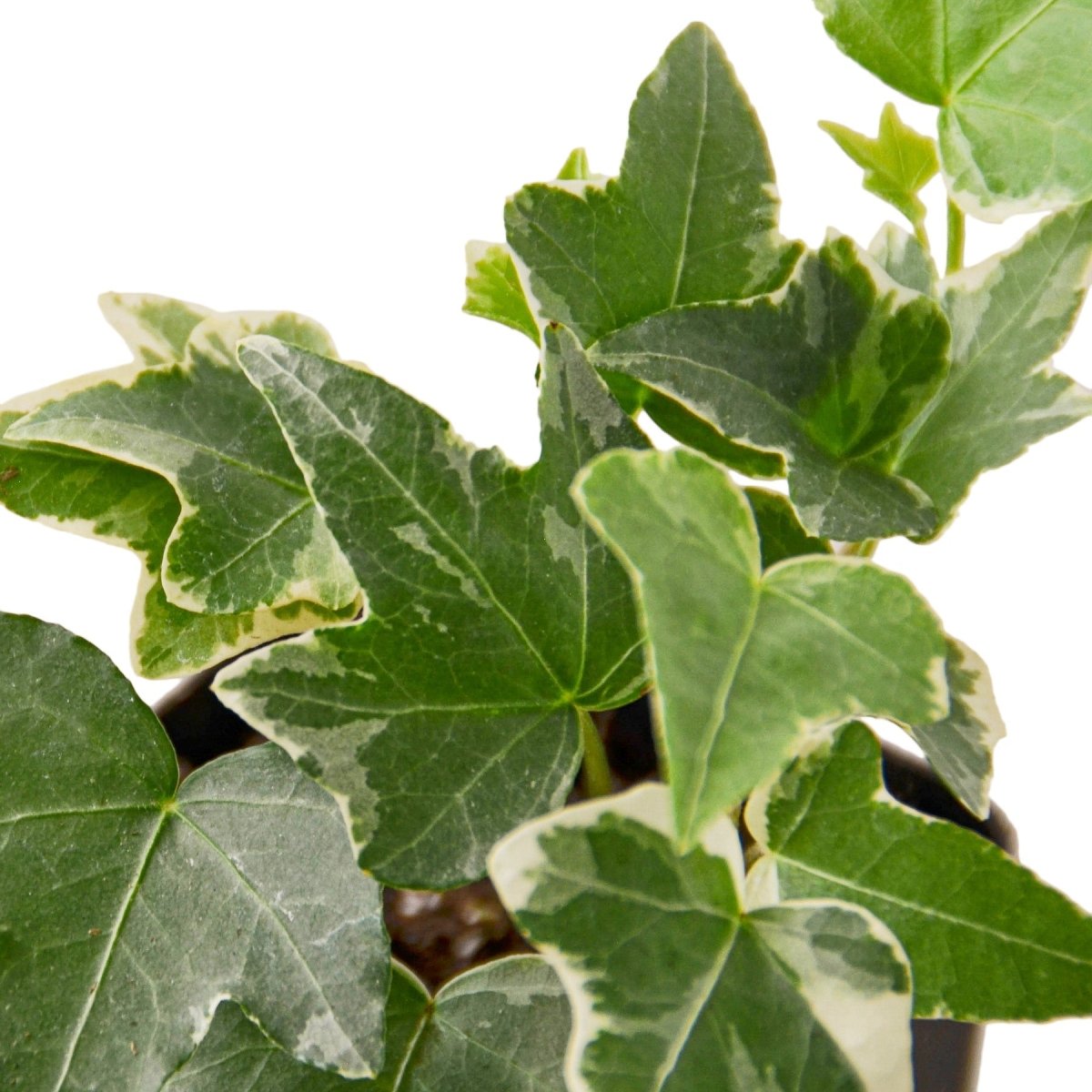 Ivy 'Glacier' Indoor Plant - Mental Houseplants™