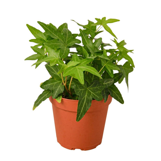 Ivy 'Green California' Indoor Plant - Mental Houseplants™