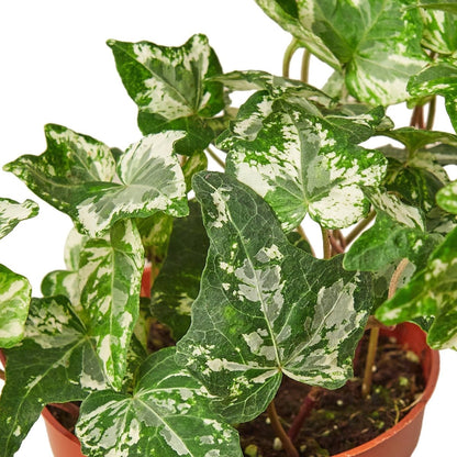 Ivy 'Kolibre' Indoor Plant - Mental Houseplants™