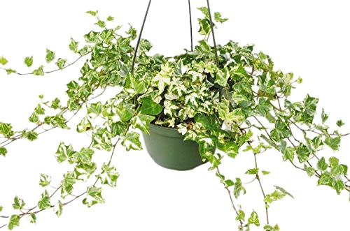 Ivy 'Kolibre' Indoor Plant - Mental Houseplants™